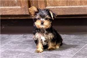 Maria - puppy for sale