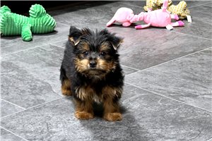 Daren - puppy for sale