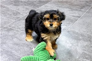 Ezra - Yorkshire Terrier - Yorkie for sale