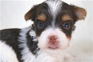 Dallis - Yorkshire Terrier - Yorkie for sale