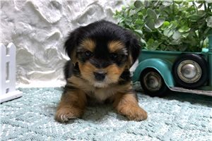 Ezra - Yorkshire Terrier - Yorkie for sale