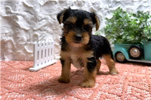 CeeCee - puppy for sale