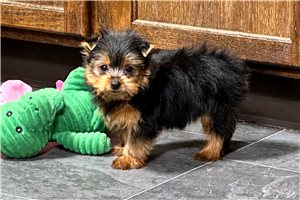 Julia - puppy for sale