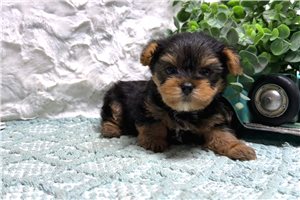 Zyon - puppy for sale