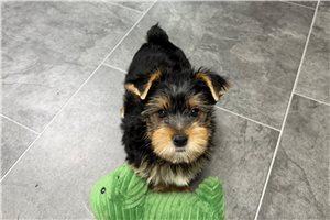 Elijah - Yorkshire Terrier - Yorkie for sale