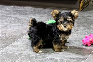 Cynthia - Yorkshire Terrier - Yorkie for sale