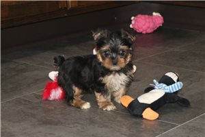 Alice - Yorkshire Terrier - Yorkie for sale