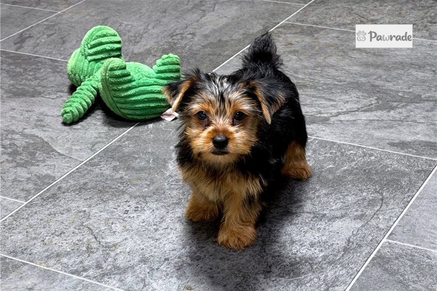 Homer - Yorkshire Terrier for sale