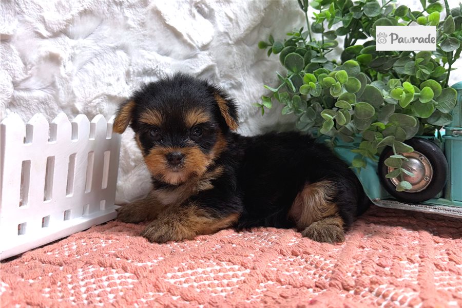 Zyla, female Yorkshire Terrier puppy for sale