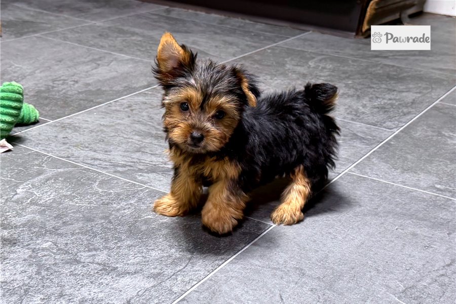 Peggy - Yorkshire Terrier for sale