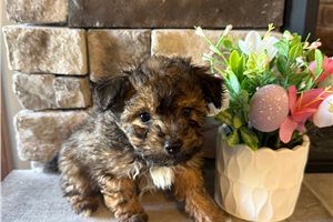 Phillip - Bich-Poo - Bichpoo for sale