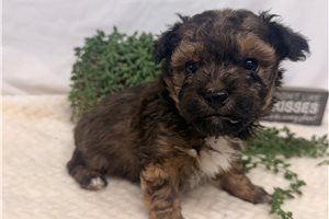 Phillip - Bich-Poo - Bichpoo for sale