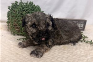 Piper - Bich-Poo - Bichpoo for sale