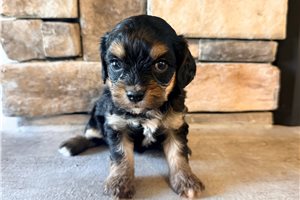 Samantha - Cavachon for sale