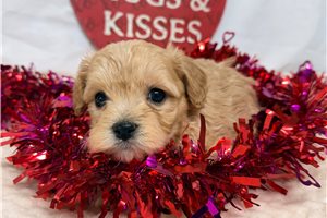 Oliver - Cavachon for sale