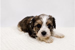 Dodie - Cavachon for sale