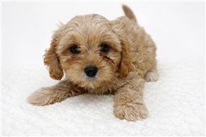 Dorothy - Cavachon for sale