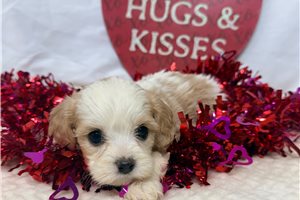 Olivia - Cavachon for sale