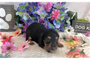 Chester - puppy for sale