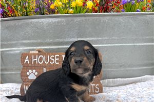Chester - puppy for sale