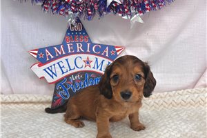 Charlotte - puppy for sale