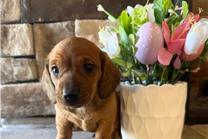 Thompson - Dachshund, Tweenie for sale