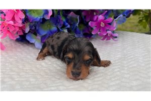 Caline - puppy for sale