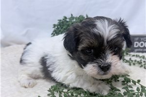 Reece - puppy for sale