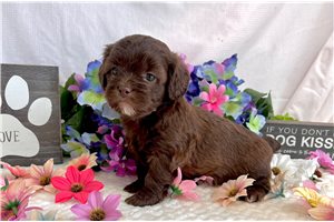 Alara - puppy for sale