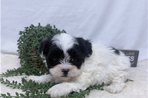 Rosie - puppy for sale