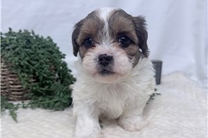 Ryder - Shih-Poo - Shihpoo for sale