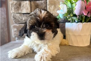 Reece - Shih-Poo - Shihpoo for sale