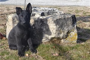 Hunter - German Shepherd for sale