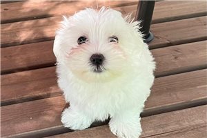 Astrid - Maltese for sale
