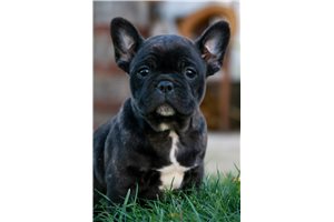 Lenny - French Bulldog for sale