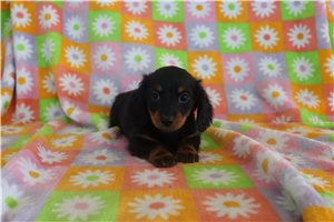 Zinnia - Dachshund, Mini for sale
