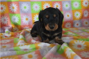 Zeke - Dachshund, Mini for sale