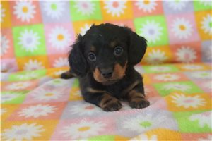 Zara - Dachshund, Mini for sale