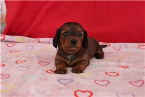 Waylon - Dachshund, Mini for sale