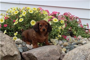 Tallulah - puppy for sale