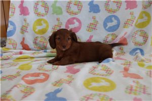 Walter - Mini Dachshund for sale