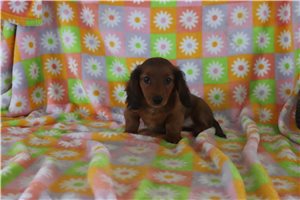 Waylon - Dachshund, Mini for sale
