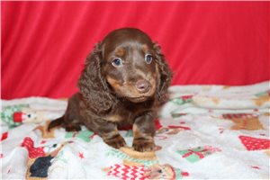 Baxter - Dachshund, Mini for sale