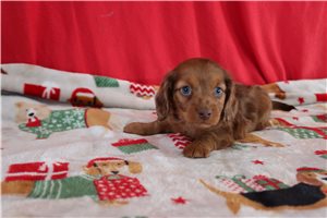 Barney - Dachshund, Mini for sale