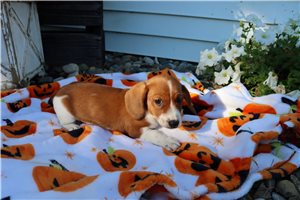 Breckan - Mini Dachshund for sale