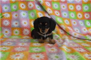 Zachary - Dachshund, Mini for sale