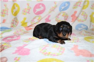 Zara - puppy for sale