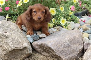 Tiffany - puppy for sale