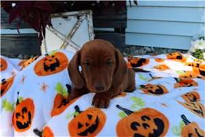 Bobby - Mini Dachshund for sale