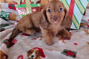 Bonita - Dachshund, Mini for sale